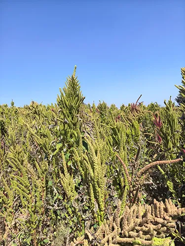 Diversidad morfológica de Amaranthus hypochondriacus en Estado de México