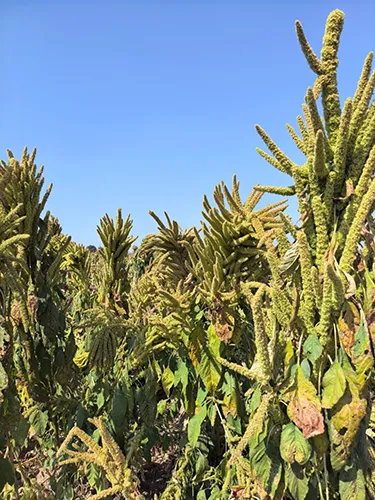 Plantas maduras en Estado de México
