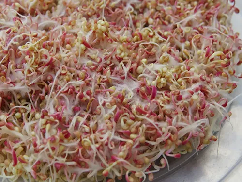 Germinados de amaranto para consumo (México)